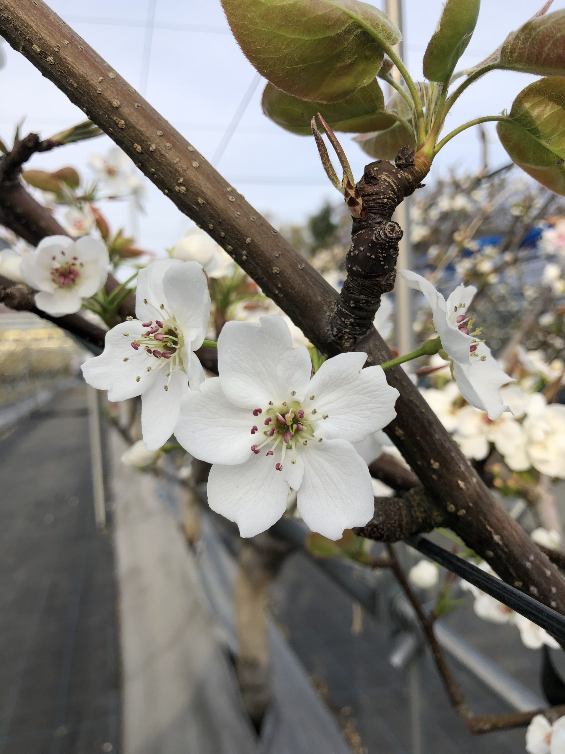 〇PEAR 豊水の花 | 果実の相田園